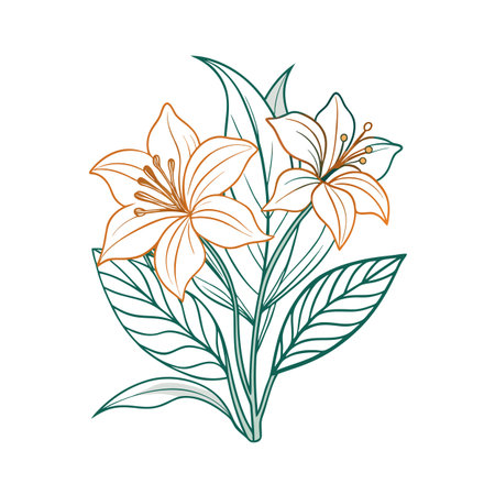 Botanical illustration of lilies with leaves in orange and green outlines on white backgroundのイラスト素材