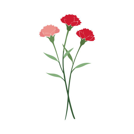 Elegant carnation flower illustration with three blooms in red and pink on a white backdropのイラスト素材