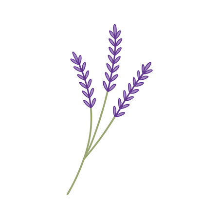 Minimalist Lavender Sprigs Illustration on White Background for Botanical Designsのイラスト素材