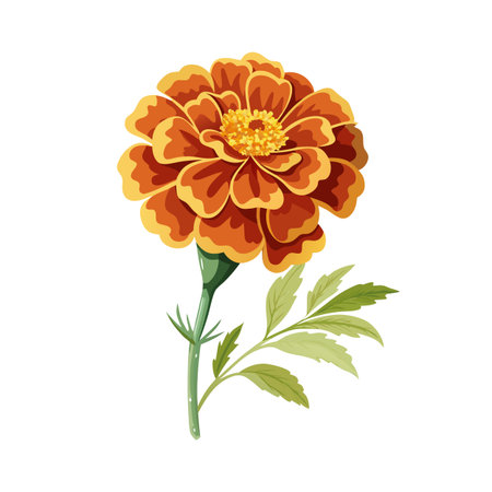 Elegant Marigold Flower Illustration with Detailed Petals and Vibrant Colors on White Backgroundのイラスト素材