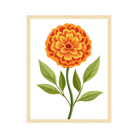 Stylized Zinnia Flower Illustration with Beige Frame on White Backgroundのイラスト素材