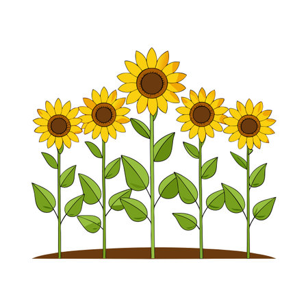 Five bright sunflowers arranged in a row against a white background illustrationのイラスト素材