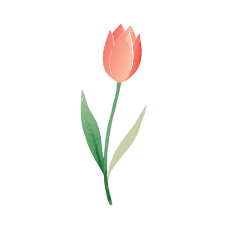Single watercolor tulip illustration on white background conveying simple spring beautyのイラスト素材