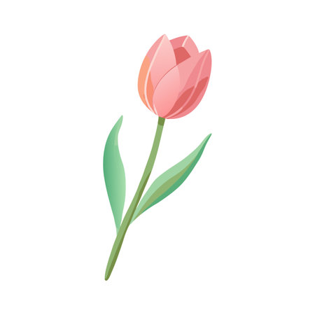 Elegant pink tulip illustration against a white background suitable for spring themesのイラスト素材