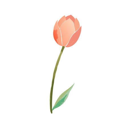 Watercolor Illustration of a Single Peach Colored Tulip Flower on White Backgroundのイラスト素材