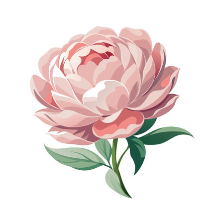 Elegant pink peony flower illustration with green leaves on a white backgroundのイラスト素材