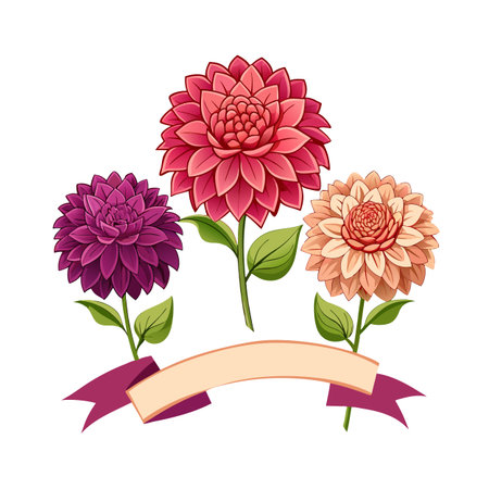 Three colorful dahlia flowers with a blank banner for text on white backgroundのイラスト素材