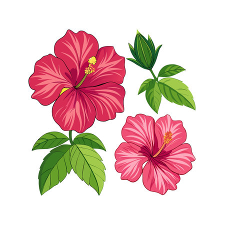 Isolated hibiscus flowers and bud illustration on white background for botanical design elementsのイラスト素材