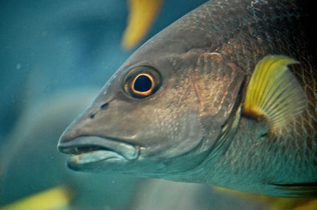 Fish の写真素材