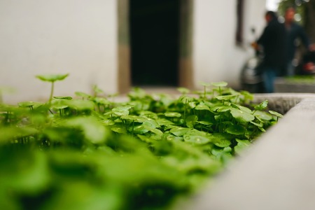 Coin grassの写真素材