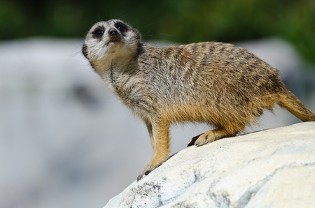 Suricate on rockの写真素材