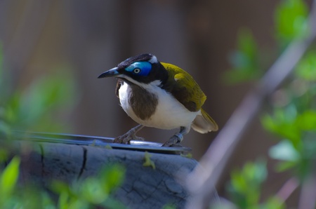 Blue-Faced Honeyeaterの写真素材