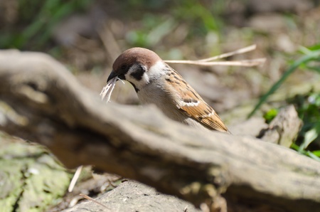 Little Birdの写真素材