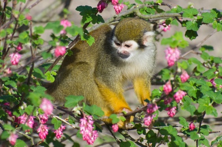 Monkey in the bush