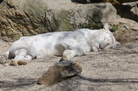 White tiger asleepの写真素材