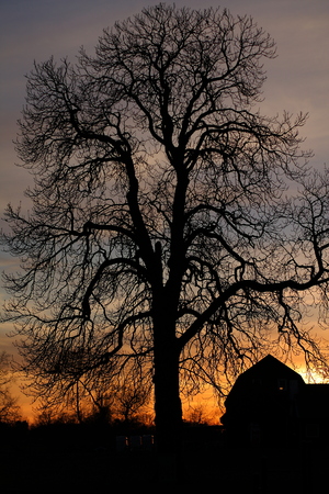 Silhouette of an old bald tree against the winter sunsetの写真素材