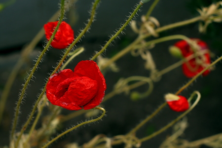 Red poppy flowersの写真素材