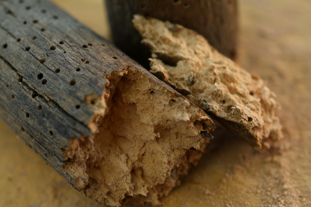 Crumbled piece of wood decayed by woodworms