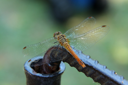 Dragonflyの写真素材