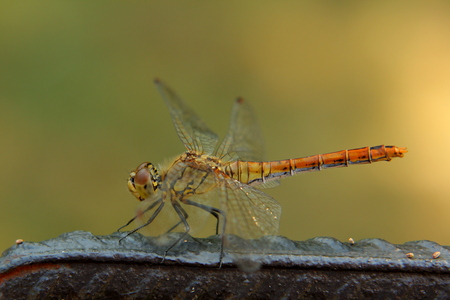 Dragonflyの写真素材