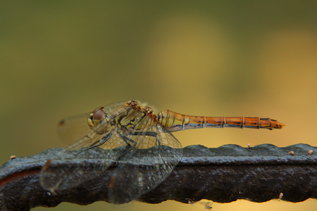 Dragonflyの写真素材
