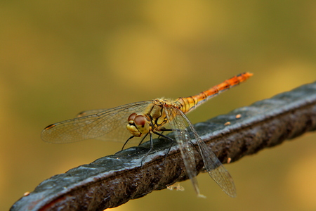 Dragonflyの写真素材