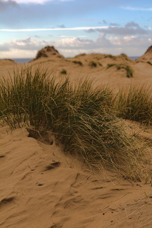 Sand dunesの写真素材