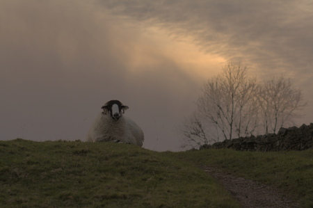 Sheep on Yorkshire Dales hillside in autumn duskの写真素材