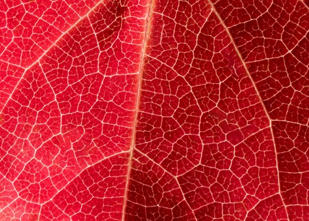 Closeup texture of beautiful red leafの写真素材