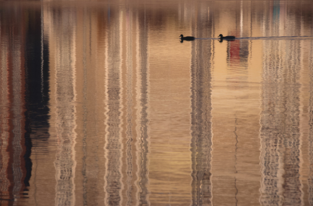 Two wild birds on water surface of city lake with buildings' reflections