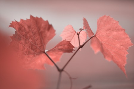 Grape leaves with bokeh in color of the year 2019 - Living Coralの写真素材