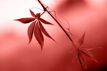 Two leaves with bokeh in color of the year 2019 - Living Coralの写真素材