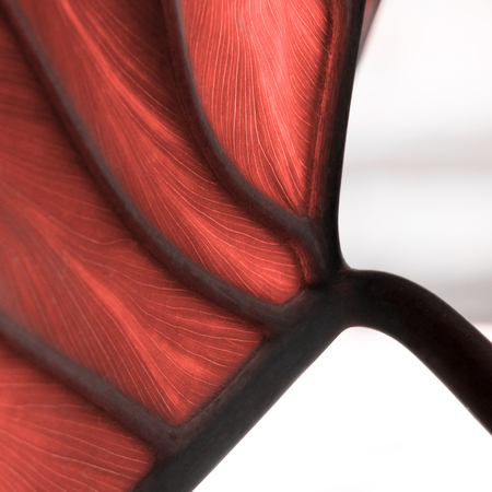 Beautiful tropical textured leaf in color of living coral