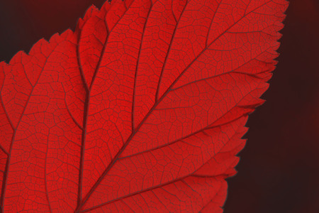 Beautiful textured leaf with veins in color of living coral