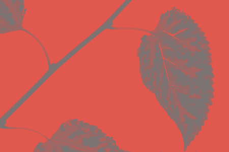 Beautiful textured leaf with veins on coral background