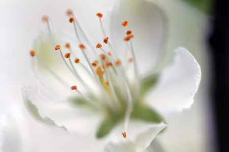 Gentle flower of blossom tree. Sunny spring day. Macro imageの写真素材