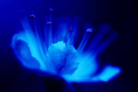 Spring flower of cherry-tree. Classic blue - trend color of 2020の写真素材