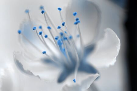 Spring flower of cherry-tree. Classic blue - trend color of 2020の写真素材