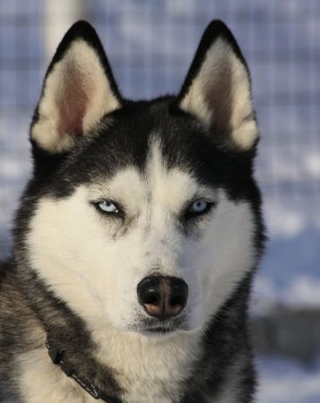 Husky portraitの写真素材