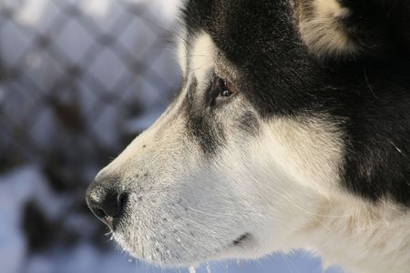 Husky portrait / close upの写真素材