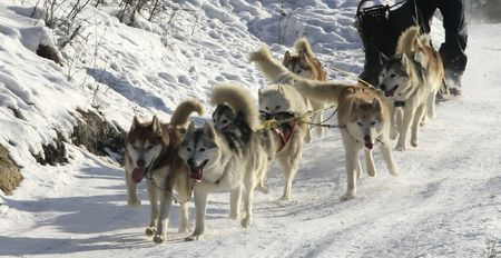 Dog-sledding with Huskiesの写真素材
