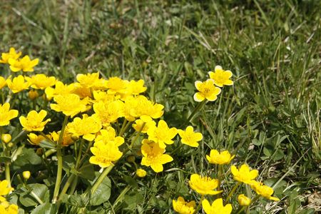 field of yellow flowers # 2の写真素材