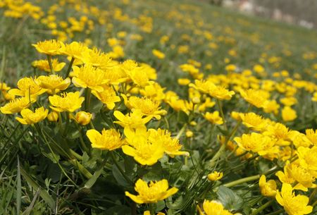 field of yellow flowers # 1の写真素材