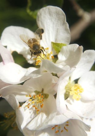 Bee getting nectarの写真素材