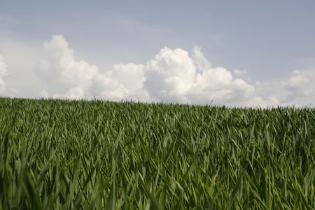 green field in the summerの写真素材
