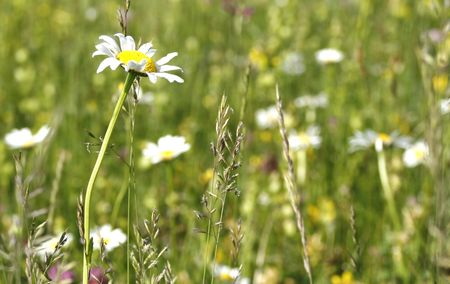 Chamomile fieldの写真素材
