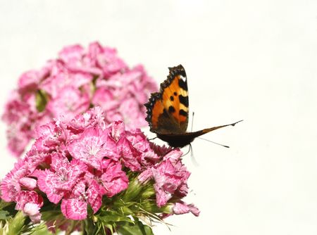 Butterfly on flower whit white backgroundの写真素材