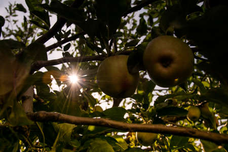 The Apple and Sunlight