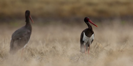 blackstorkの写真素材