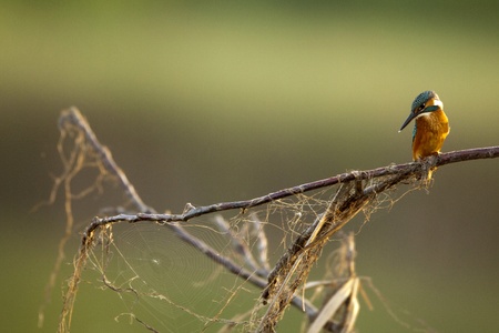 kingfisherの写真素材